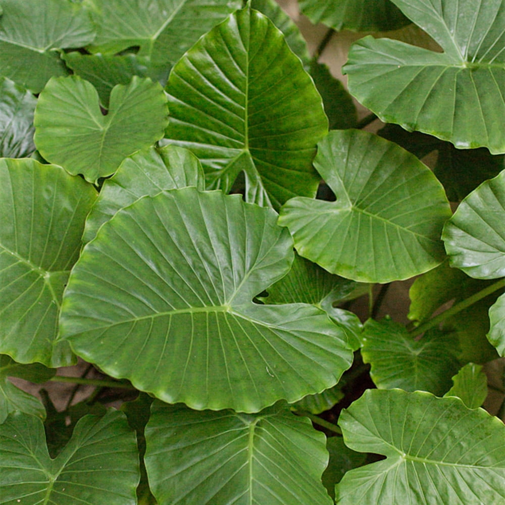 Live Colocasia Esculenta Elephant Ear Taro Gabi Kalo Eddo Bulbs