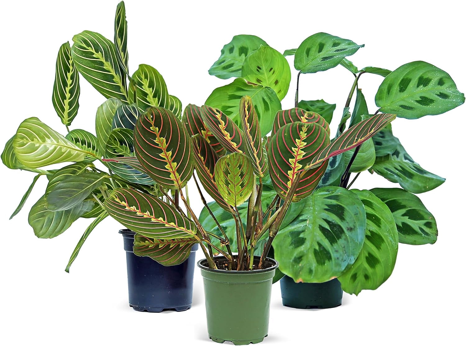 Live Combo 3 Maranta Green, Red & Lemon, Birthday Gift, Indoor Potted ...