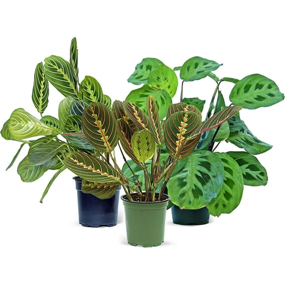 Live Combo 3 Maranta Green, Red & Lemon, Birthday Gift, Indoor Potted Plant, Housewarming Gift, Get Well Gift, Floral Decor, Fully Rooted Trailing Houseplants, Office Gift in 4" Pots