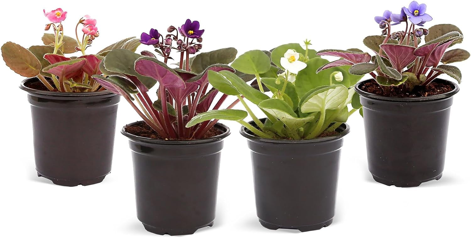 Live Combo 4 plants African Violets, Blooming Plant, Plant Lover Housewarming Gift, Birthday Gift, Mother's Day, Floral Arrangements, Thank You Gift in 4" Pots
