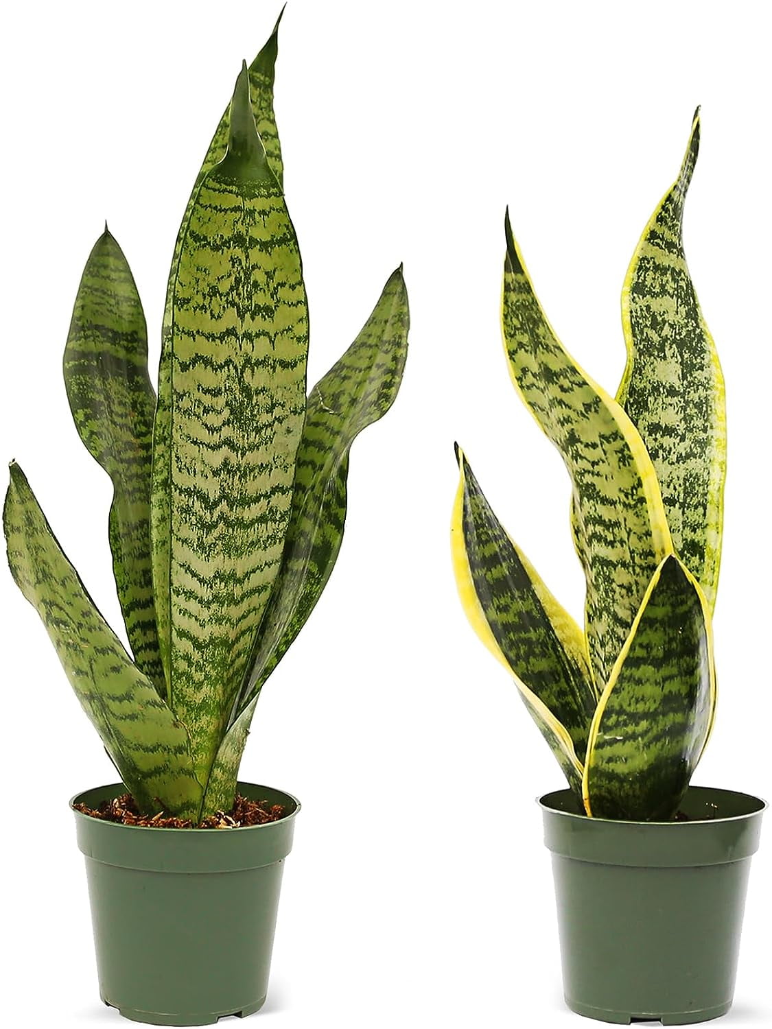 Live Combo Sansevieria, Snake Plant, Succulent Plant, Mom Birthday Gift, Valentine's Gift, Office Gift for Co-Worker, Indoor Fully Rooted Plant, Air Purifier in 4" Pots