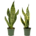 thumbnail image 1 of Live Combo Sansevieria, Snake Plant, Succulent Plant, Mom Birthday Gift, Valentine's Gift, Office Gift for Co-Worker, Indoor Fully Rooted Plant, Air Purifier in 4" Pots, 1 of 9