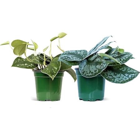Live Combo Scindapsus Pictus Silvery Ann & Exotica, Silver Pothos, Plant Lover Gift, Grandma Birthday Gift, Housewarming Gift for Couples, Office Christmas Gift, Get Well Gift in 4" Pots