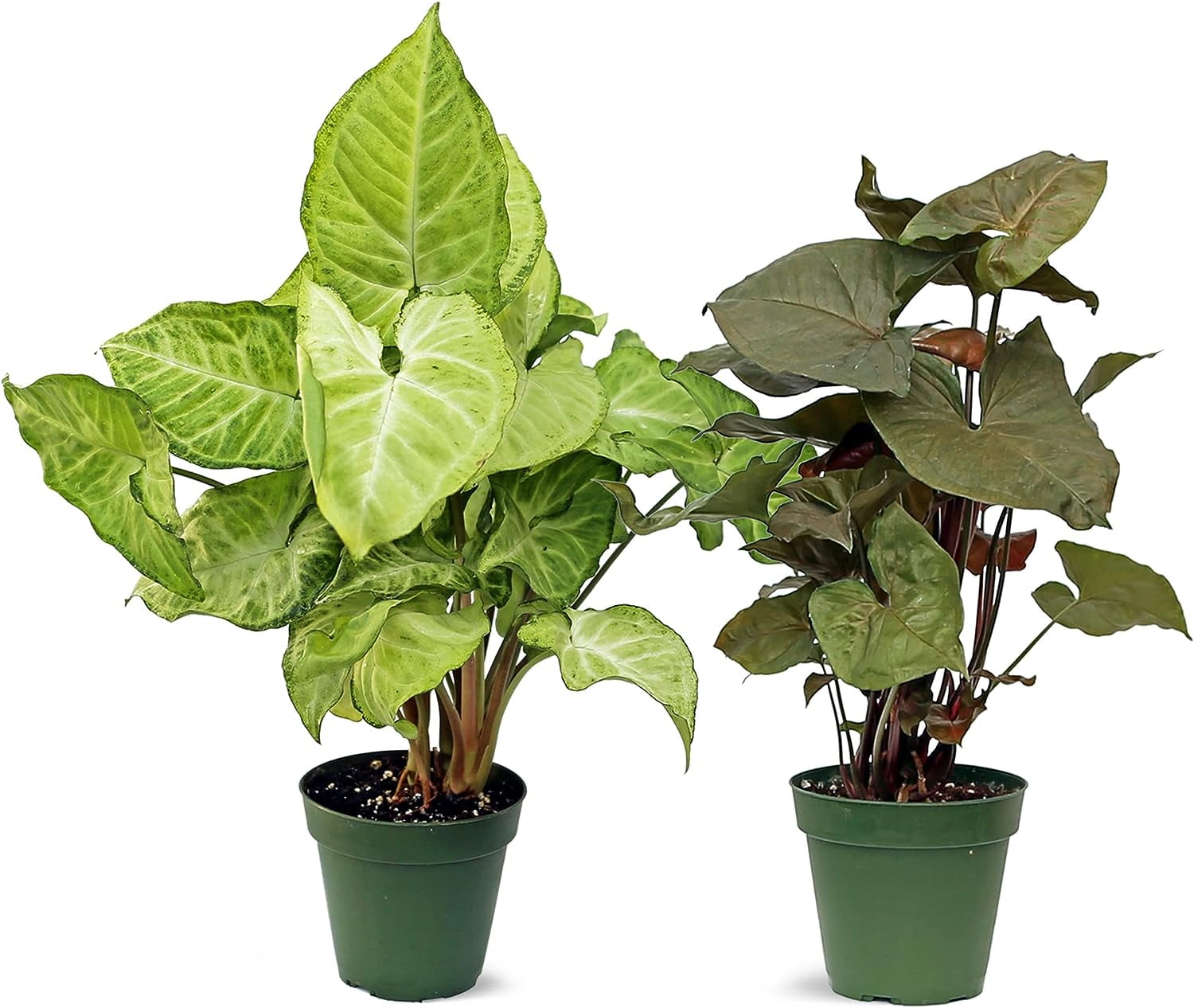 Live Combo Syngonium Arrowhead White Butterfly & Maria Allusion, Christmas Gift for Co-Worker, Housewarming Gift, Fully Rooted Indoor Plant, Healthy Houseplants in 4" Pots
