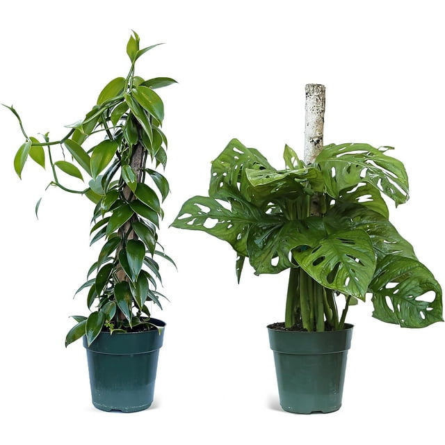 Live Combo Vanilla Panifolia Orchid & Swiss Cheese Monstera Adansonii with Totems, Fragrant