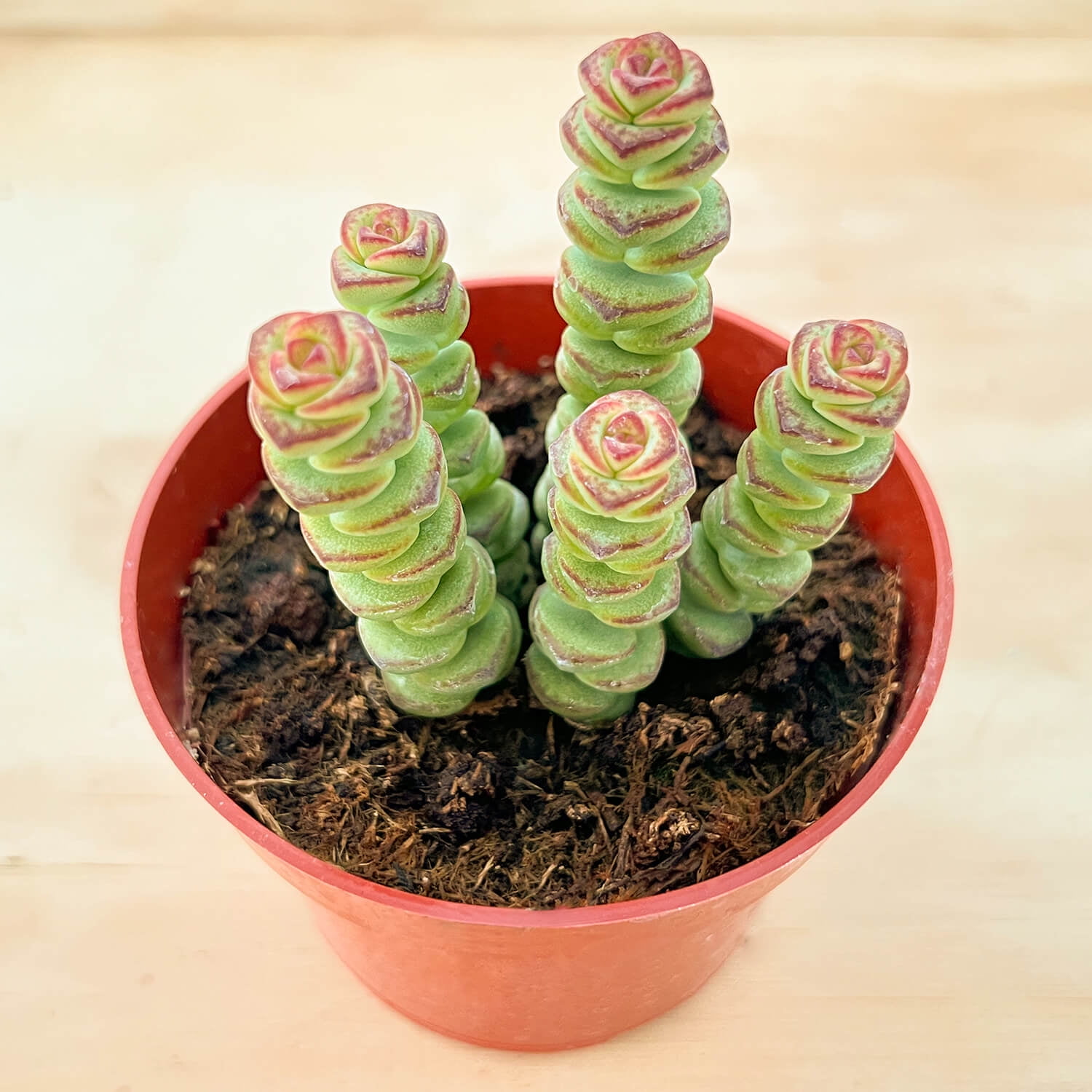Live Crassula Baby Necklace Succulent Plant Rooted in 4 inch Planter Perfect for Office Garden Party Decor Succulent Gifts New Fresh 00f8777c ca16 49f3 8482 bdc249cebafa.1c2940f5ef58fbd3d935a4e1610c9c64