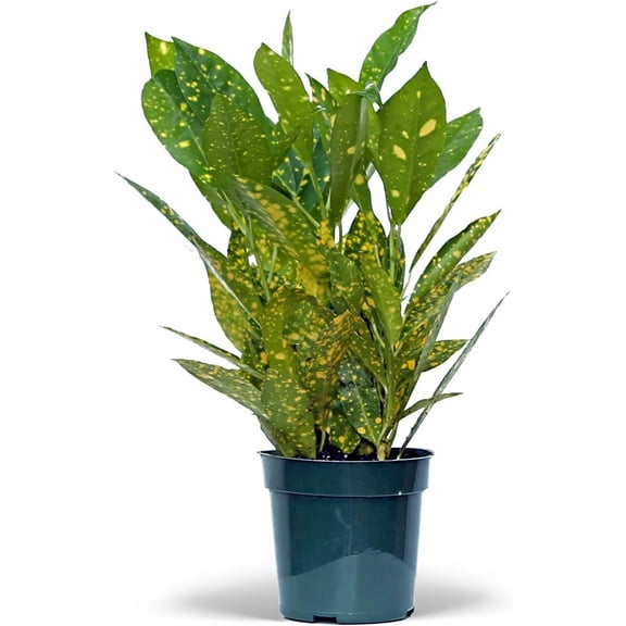 Live Croton Gold Dust, Variegated Tropical Houseplant, Indoor Potted Plant, Father's Day Gift, Valentine's Gift for Him, Office Gift for Co-Worker, Housewarming Gift for Couple in 4" Pot