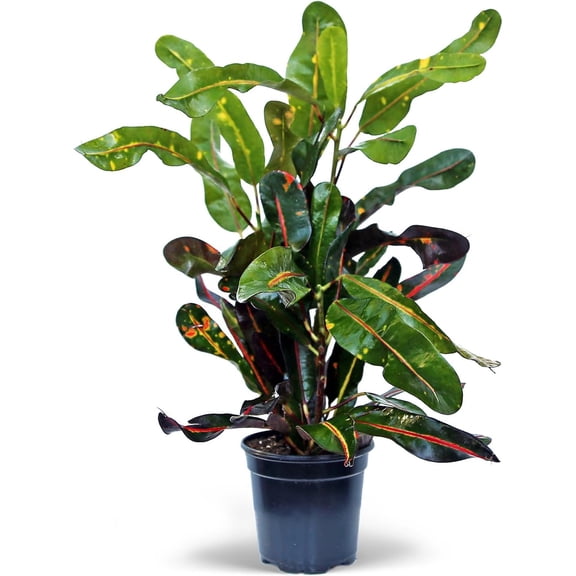 Live Croton Mammy, Variegated Tropical Houseplant, Birthday Gift, Housewarming Gift for The First Home, Valentine's Gift for Him, Christmas Gift, Office Gift in 4" Pot