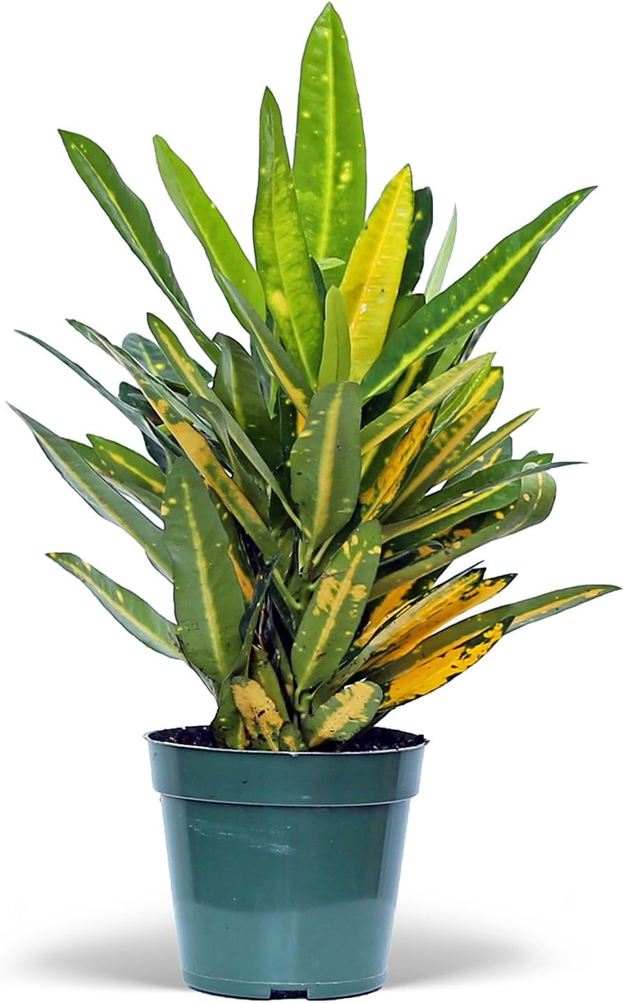 Live Croton Sunny Star, Indoor Potted Houseplant, Christmas Gift for  Co-Worker, Housewarming Gift for The First Home, Variegated Plant, Mother's  Day Gift in 4" Pot - Walmart.com