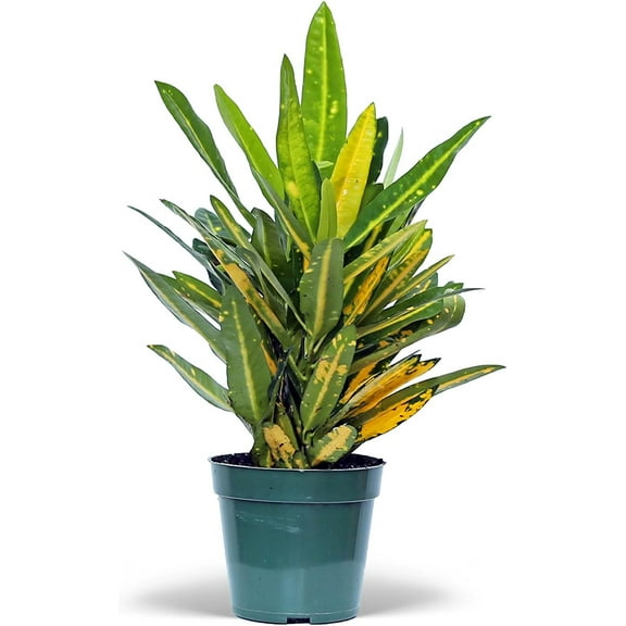 Live Croton Sunny Star, Indoor Potted Houseplant, Christmas Gift for Co-Worker, Housewarming Gift for The First Home, Variegated Plant, Mother's Day Gift in 4" Pot