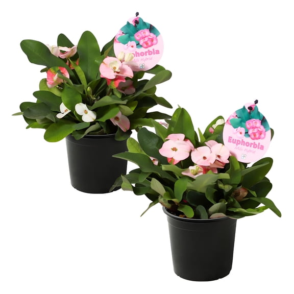 Live Crown of Thorns (Euphorbia Milii) - Light Pink Blooms (2 Per Pack) - Long Lasting Flowers - Beautiful Spring Dcor - 8" Tall by 5" Wide