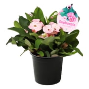 Live Crown of Thorns Euphorbia Milii - Light Pink Blooms - Long Lasting Flowers - Beautiful Spring D cor - 8" Tall by 5" Wide