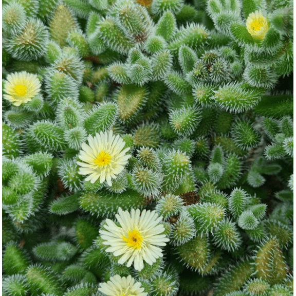 Live Delosperma Echinatum Plant - Pickle Plant - Pickle Ice Plant - Small Succulent Plant - 2 Inch Pot