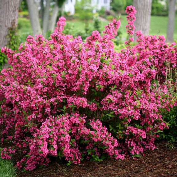 Live Dormant Weigela Shrub Bush Plants, Ornamental Pink Flowers Blooms, 4 to 7 Inch Tall for Planting