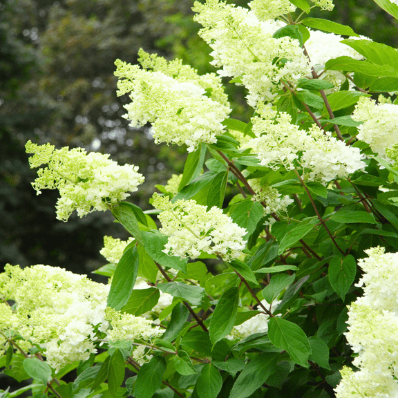 Live Dormant White Hydrangea Tree Potted Plant, Littlelime Hydrangea from 8-10 Inch