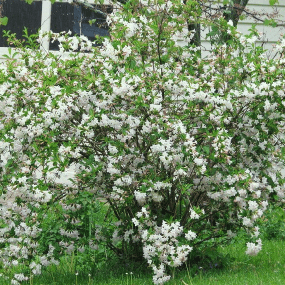 Live Dormant White Weigela Shrubs in 4 Inch Pot, Reblooming Weigela Bush Flowers for Planting, Fragrant Flower