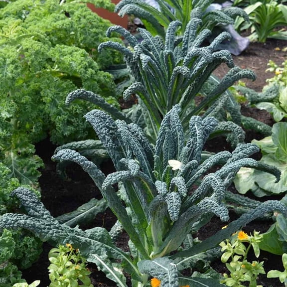 Live Dwarf Blue Kale Plants, Kale Vegetable Plant, 3-6 Inches Tall, Well-Rooted in 4 Inch Pot for Growing
