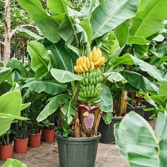 Live Dwarf Cavendish Banana Plant, Dwarf Banana Fruit Plant, Tropical Fruit Tree 4-7 Inch Tall, Ready to Grow, No Pot
