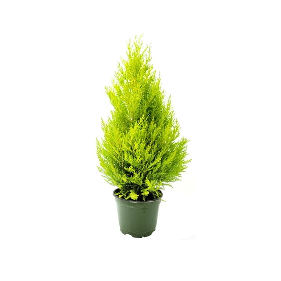 Live Dwarf Lemon Cypress, Cupressus macrocarpa Goldcrest Wilma, Live Indoor Tree, Houseplant, Garden Plant, Fragrant Plant, 6-in Pot