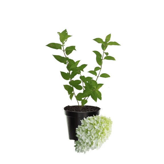 Live Dwarf Limelight Hydrangea Dormant Tree, Compact Shrub, 8-10 Inches Tall, Quart Pot for Zones 4-8
