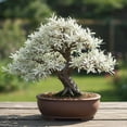 thumbnail image 1 of Live Dwarf White Willow Bonsai Tree - Fast Growing, Indoor/Outdoor Bonsai Material, 1 of 6