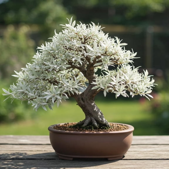 Live Dwarf White Willow Bonsai Tree - Fast Growing, Indoor/Outdoor Bonsai Material