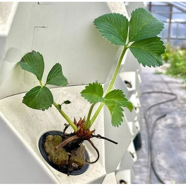 Live Earliglow Strawberry Plugs June Bearing Strawberry plants