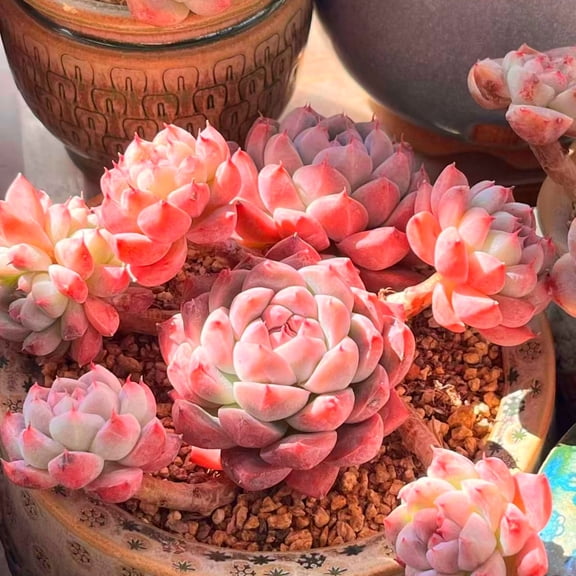 Live Echeveria Alba Beauty3 Inch, drought-tolerant and low maintenance, ideal for indoor & outdoor display, terrariums and rock gardens.