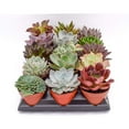 thumbnail image 1 of Live Echeveria Succulent Plants (15 Pack) – Assorted 4-Inch – Fully Rooted Echeveria Succulents – Live Rosette Succulent Set, 1 of 4