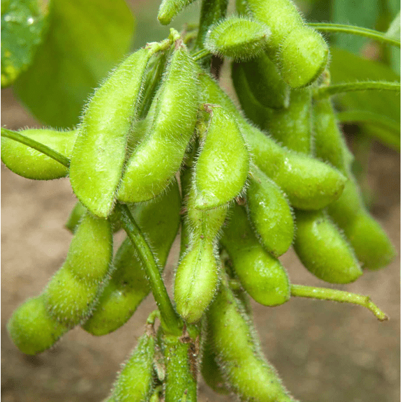 Live Edamame Soybean Plant in 4 Inch Pot, 3-5 Inch Tall Starter Vegetable Plant for Indoor Outdoor Garden Growing