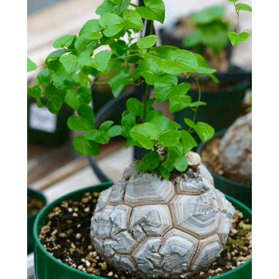 Live Elephant's Foot Vine Dioscorea Elephantipes  Cactus Succulent Plant 3"Pot
