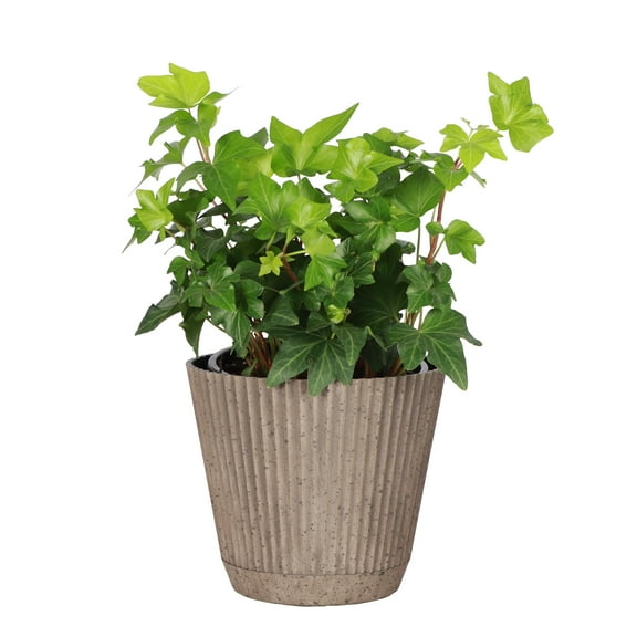 Live English Ivy Plant - Air Purifying - 4" Decorative Pot Cover - Thorsen's Greenhouse