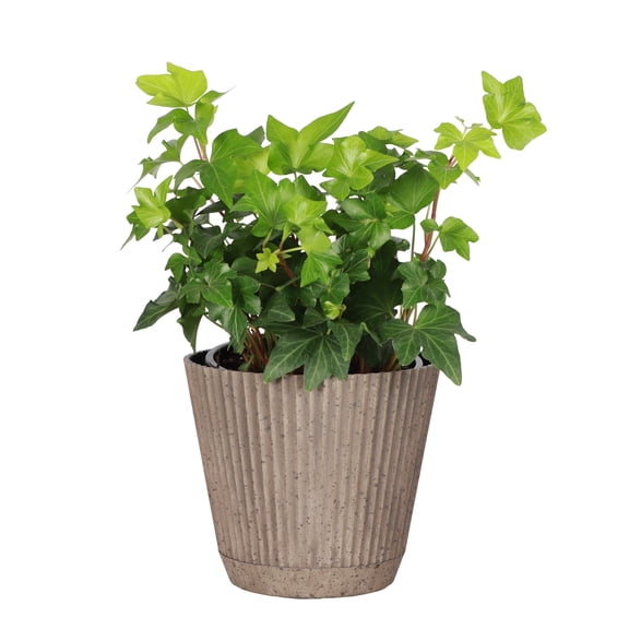 Live English Ivy Plant - Air Purifying - 4" Decorative Pot Cover - Thorsen's Greenhouse