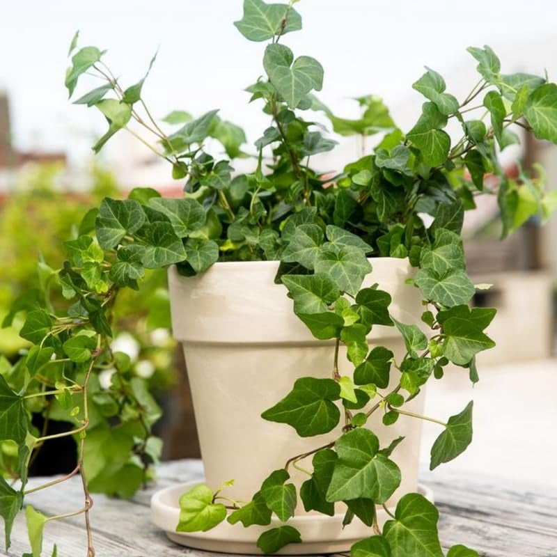 Ground Cover Ivy