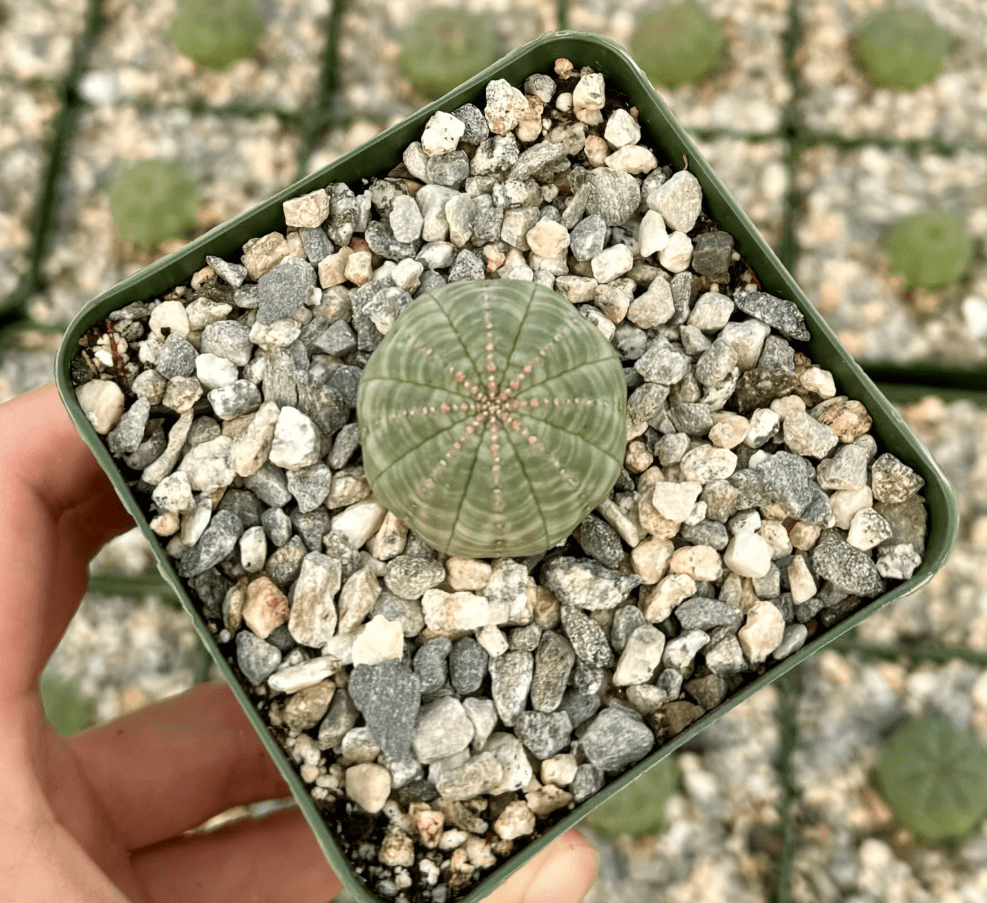 Live Euphorbia Obesa Hybrid Plant Rare Baseball Cactus Plant 3"Pot -  Walmart.com