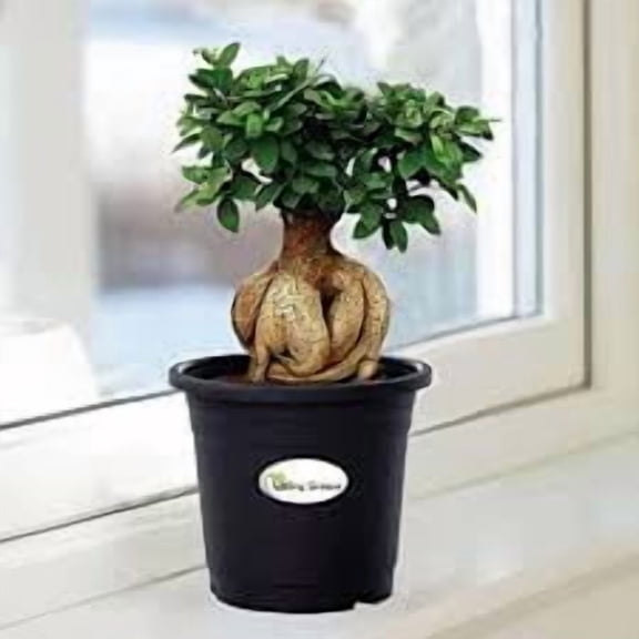 Live Ficus Bonsai Tree Indoor Plant in Plastic Pot