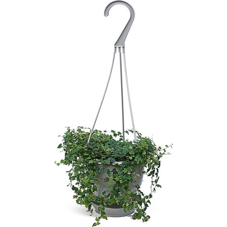 Live Ficus String of Frogs, Miniature Oakleaf Fig, Office Gift, Indoor Potted Plant, Birthday Gift, Office Gift Plant, Christmas Gift, Sympathy Gift in 4.5" Hanging Basket