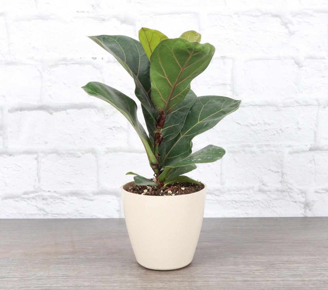 Fiddle Leaf Fig Tree With Mid-Century Pot Extra Large 5 ½ - 6 ½ ft