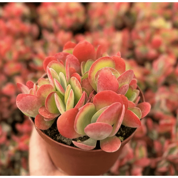 Live Flapjack Succulent Plant - Paddle Plant - Kalanchoe Luciae Plant - 4 Inch Pot
