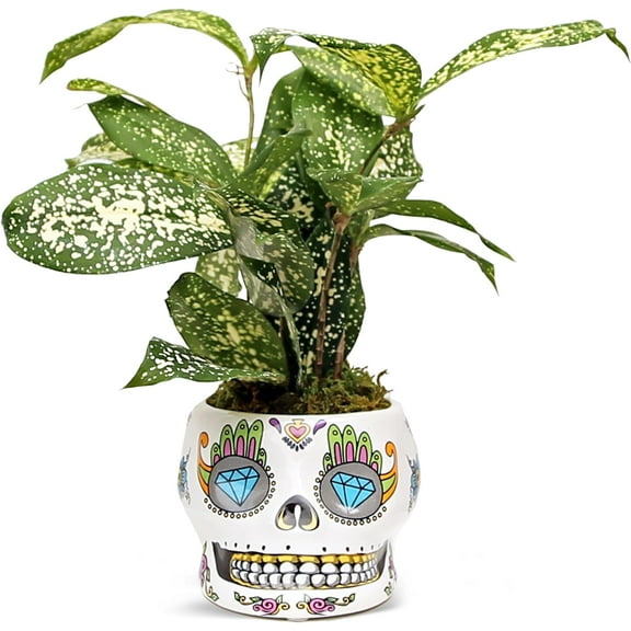 Live Florida Beauty Golddust Spoted-Leaf Dracaena Surculosa, Variegated Tropical Houseplant, Office Gift, Plant Lover Gift, Gardening Gift, Best Friend Gift in 4" Ceramic Skull
