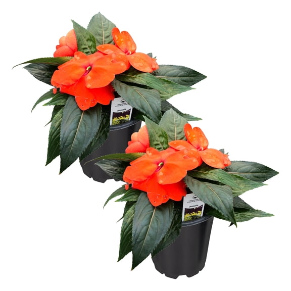 Live Flowering New Guinea Impatiens - Orange (2 Plants Per Pack) - Beautiful Flowering Shade Flowers - 12" Tall by 5" Wide in 1 Qt Pot