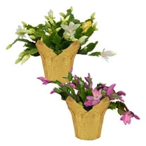 Live Flowering Spring/Christmas Cactus (Zygocactus) - Assorted Colors (2 Plants Per Pack) - Beautiful Holiday Décor - 5" Tall by 5" Wide in 1 Pt Pot with Deco Cover