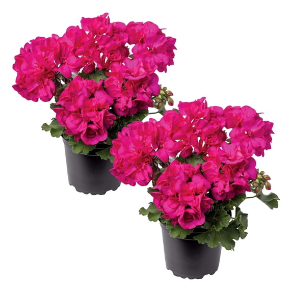 Live Flowering Zonal Geraniums - Pink (2 Plants Per Pack), Beautiful Spring Flowers - 12" Tall by 5" Wide in 1 Qt Pot
