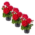 thumbnail image 1 of Live Flowering Zonal Geraniums - Red (3 Plants Per Pack) - Beautiful Spring Flowers - 12" Tall by 5" Wide in 1 Qt Pot, 1 of 1