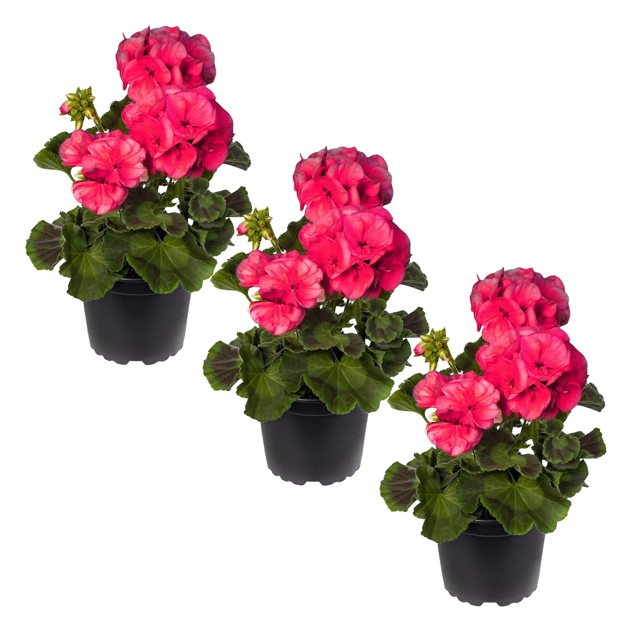 Live Flowering Zonal Geraniums - Salmon (3 Plants Per Pack) - Beautiful Spring Flowers - 12" Tall by 5" Wide in 1 Qt Pot
