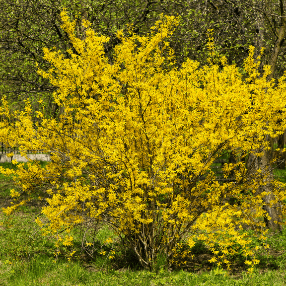 Live Forsythia Plant, 8 to 10 inches Tall, Forsythia Bush Live Plant, Dormant, Perennial Shrub for Outdoor Growing
