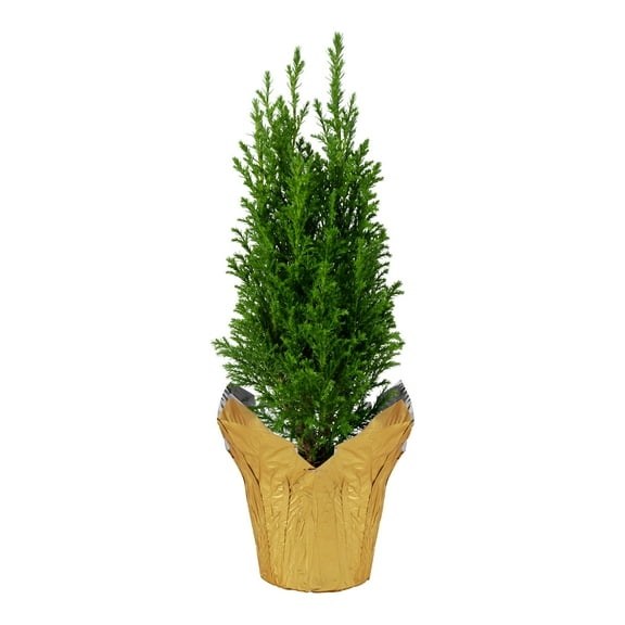 Live Fragrant Dark Green Cypress Tree in Deco Cover - Beautiful Dcor - 12" Tall by 5" Wide