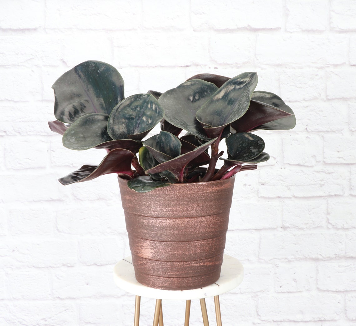 Live Geogenanthus Ciliatus Plant - Geo - 6" Decorative Contemporary Pot - Copper - image 1 of 5