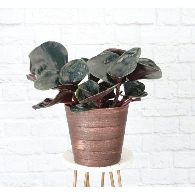 Live Geogenanthus Ciliatus Plant - Geo - 6" Decorative Contemporary Pot - Copper