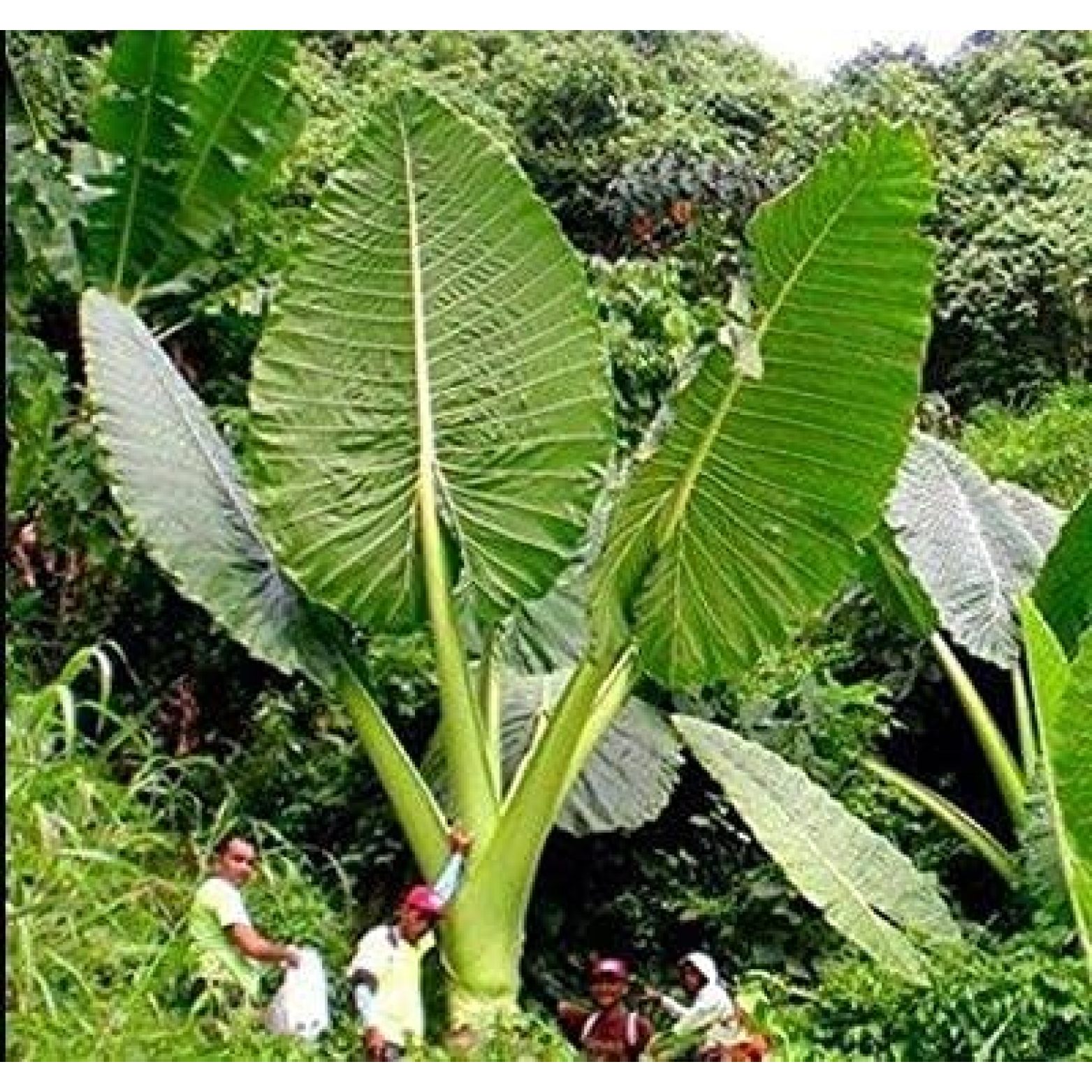 , Live Gigantea Elephant Ear Bulb, Thailand Colocasia Root